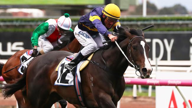 The Caulfield Cup or Cox Plate is on the table for Grunt. Picture: AAP