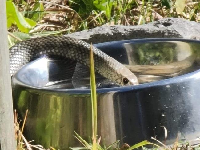 An eastern brown snake was caught drinking from a public dog bowl near a beach in NSW. Picture: Rodney Cossor/WILD Conservation