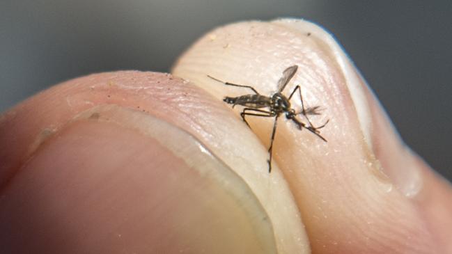 Dead aedes aegypti mosquito on the hand. Yellow fever, dengue, chikungunya and Zika diseases can be transmitted in Tropical countries. Photo in Rio de Janeiro, Brazil.