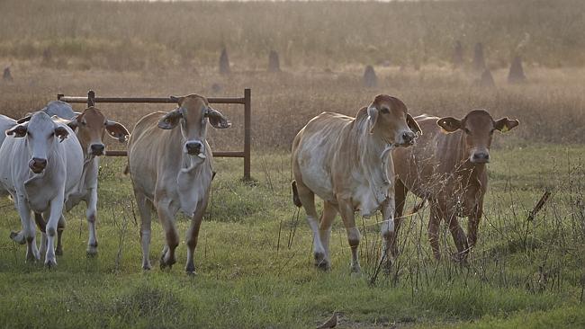  Brahman cattle in the Mary River Wetlands Picture: Lisa Perkovic 