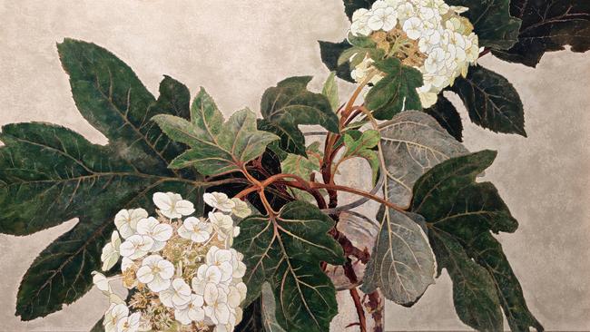 Cressida Campbell, Japanese Hydrangeas, 2005, private collection © Cressida Campbell