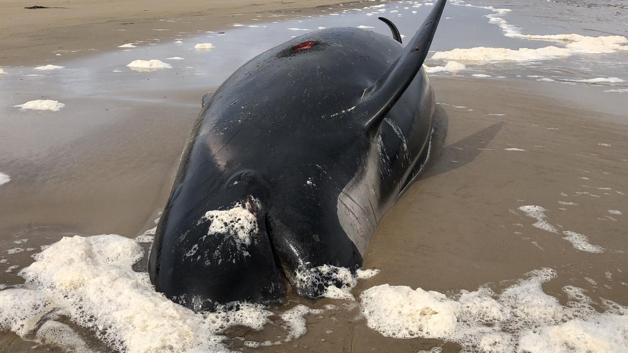 Pilot whale stranding Tasmania: Whales returning to sea will ‘face ...