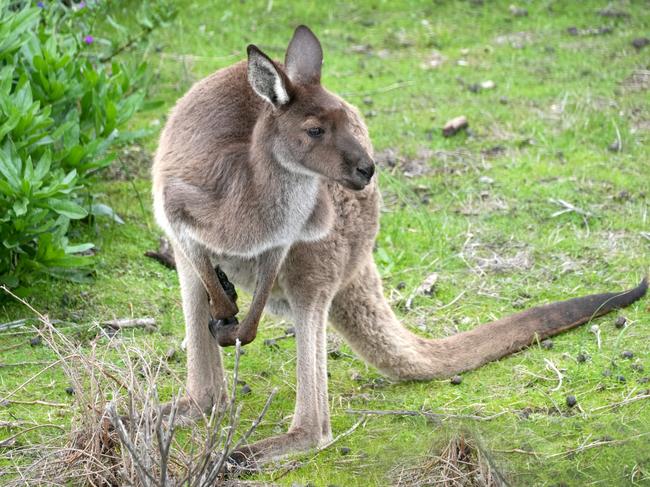 Yarra Ranges Council will debate commercial kangaroo harvesting in April. Picture: Dean Martin