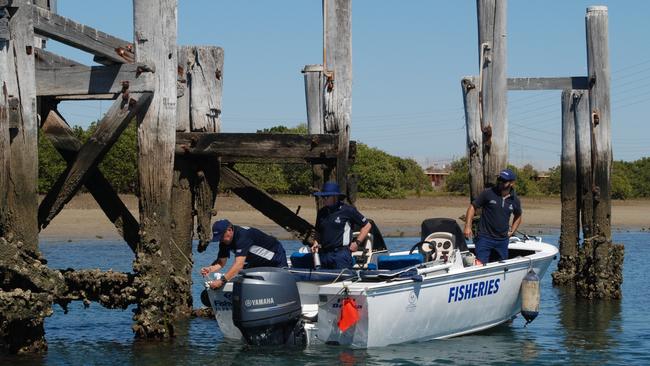 Fisheries officers work to remove feral oysters from the Port River, infected with Pacific oyster mortality syndrome. Picture: PIRSA