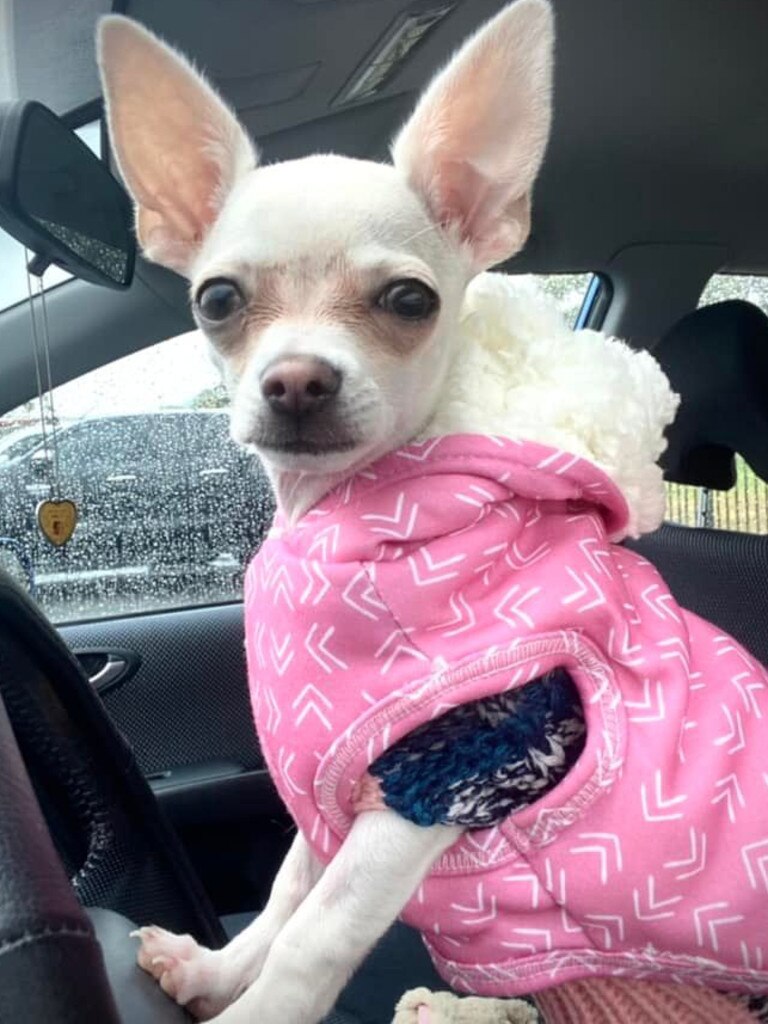 Tassie most stylish dog nominee: Pip - Chihuahua