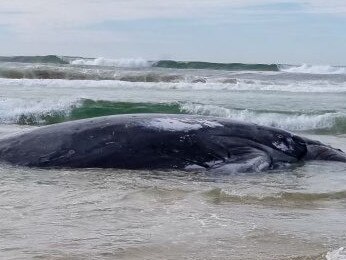 A humpback Whale remains stranded at Lennox Head. For the safety of everyone, NPWS asks members of the public to please keep away. Your cooperation is crucial in minimising potential disruptions and allowing our team to focus on the whale's well-being. Our vet @ORRCA_Inc on site