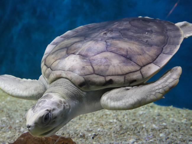 Flatback sea turtle Thorpey in his new home. Picture: David Crosling