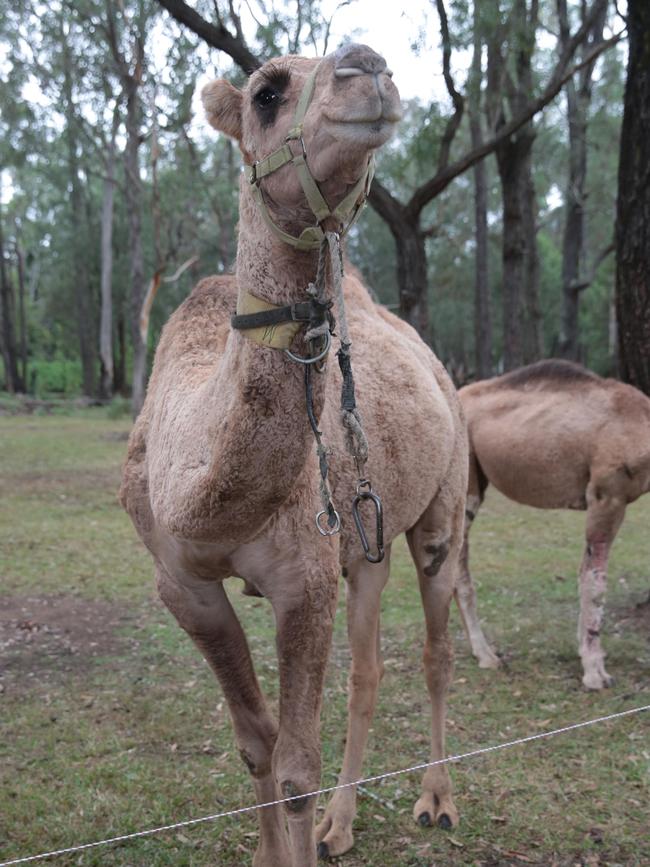 The alleged abuse of the dog came after a camel at Mr Brighton’s property was attacked.