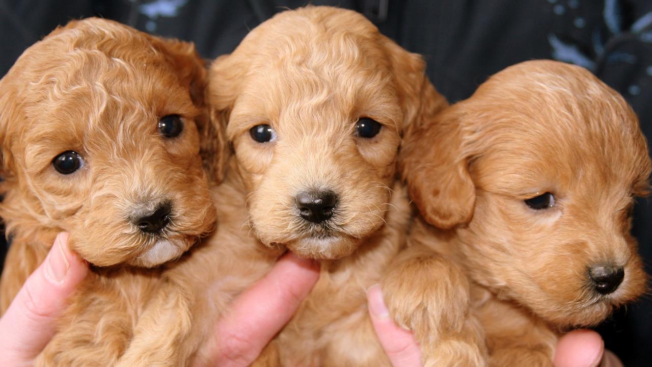 Police warn public of puppy scammers amid an investigation into attempted fraud.