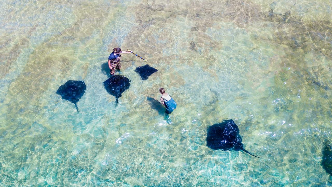 Walk with the stingrays in Gisborne. Photo: Supplied