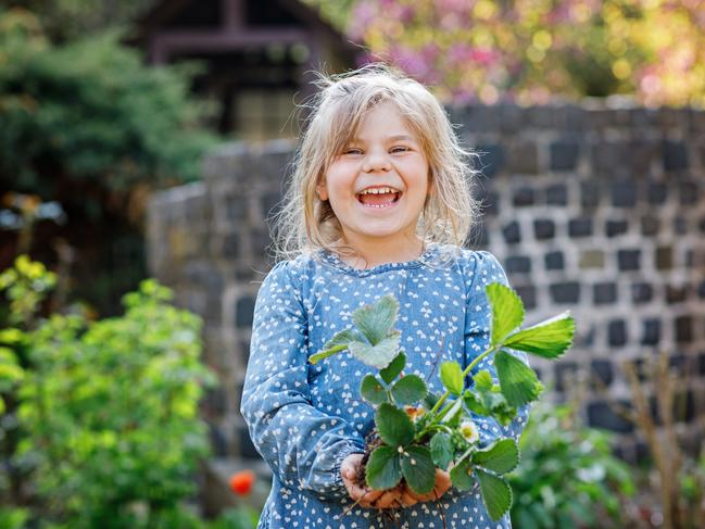 Happy preschool girl planting strawberry seedlings plants in spring. Little helper in garden. Child learn gardening and helping. Domestic regional berry, food.