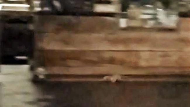 The rats captured in the undated footage. Picture: Cameron Smith