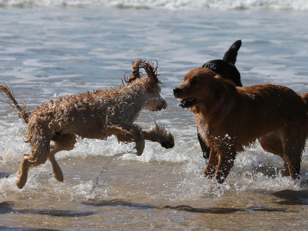 Doggos of the Spit Gallery | The Advertiser