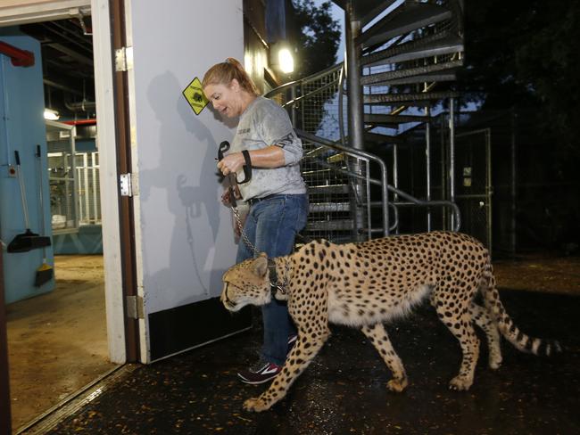 Jennifer Nelson, senior keeper at Zoo Miami, leads a cheetah named Koda to a hurricane resistant structure within the zoo, Saturday, Sept. 9, 2017 in Miami. Though most animals will reman in their secure structures, Koda and his brother Diesel and some birds will ride out the storm in temporary housing. Picture: AP
