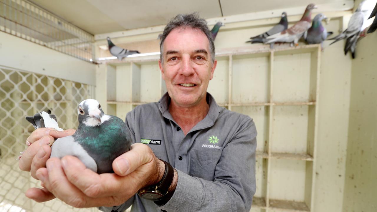 Cairns events: Pigeons to race from Babinda to Cairns in support of ...