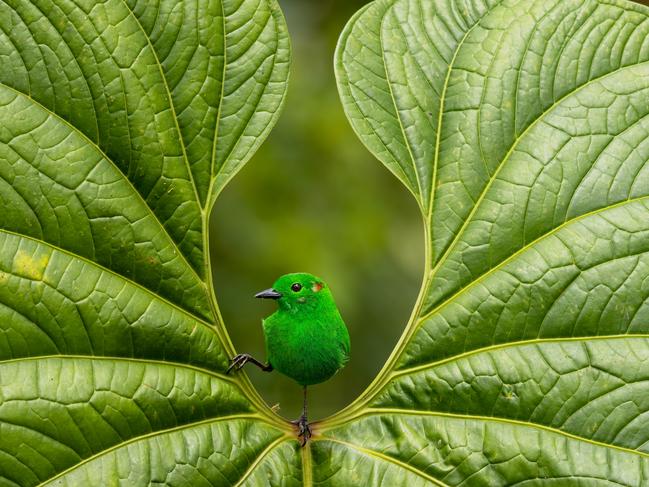 Gold winner in the best portrait category, Nicolas Reusens, of Spain, said he spotted a rare glistening-green tanager perfectly framed on a leaf in a “magical moment” in the Mashpi Amagusa Reserve, Ecuador. Picture: Nicolas Reusens / Bird Photographer of the Year