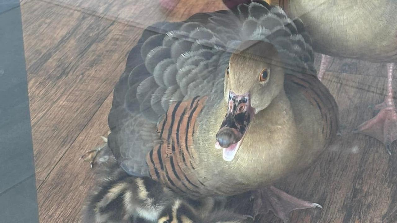 What the duck: Unusual guests cause a flap at Gold Coast eatery