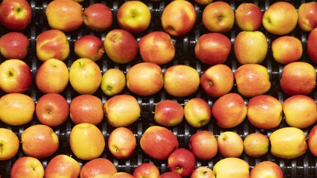 HORTICULTURE: Montague Orchard Yello ApplesMontague Orchard Yello ApplesPICTURED: Generic farm. Fruit packing shed. Modern sorting and packing shed. Apple harvest. Fruit. Apple. Commercial fruit growers. Stock Photo.Picture: Zoe Phillips