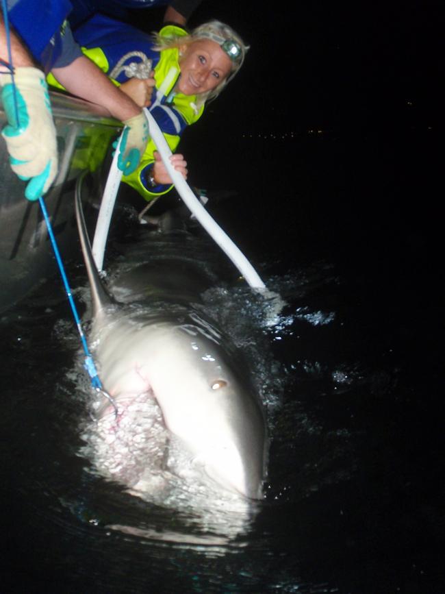 DPI Fisheries researcher Amy Smoothey out tagging bull sharks in the harbour.