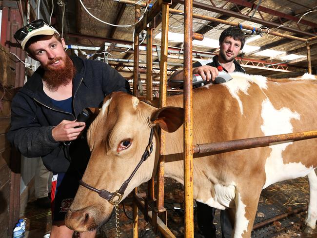 Aaron Redgwell, left, and Josh Smith give Daisy the royal treatment before judging.