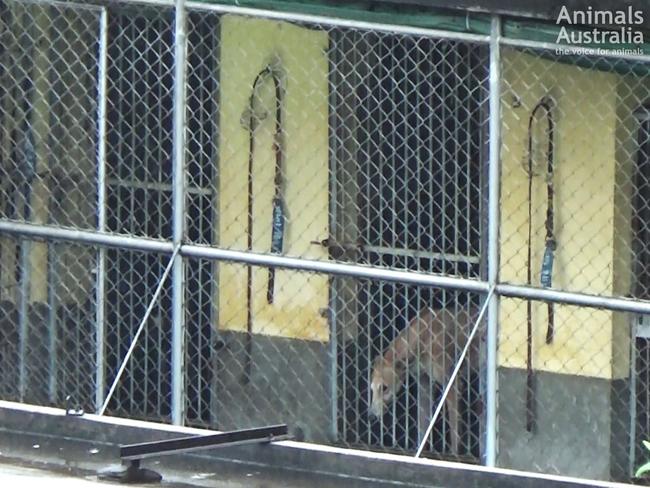 A greyhound in its cage at the Macau Canidrome. Picture: Animals Australia