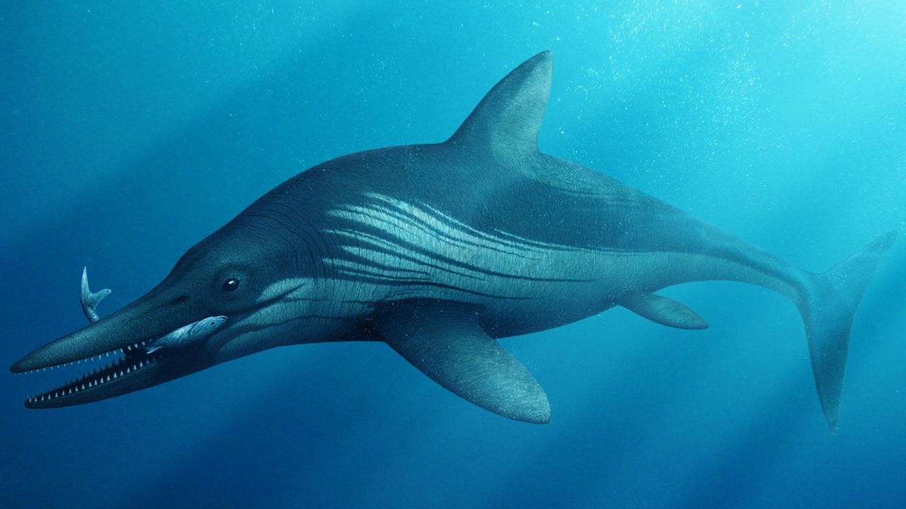 Sketch of the giant ichthyosaur or sea dragon, from University of Manchester.