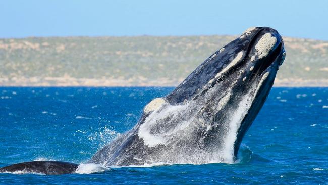 A southern right whale, photographed in Fowlers bay on the Great Australian Bight. Picture: EP Cruises- Fowlers Bay Whale Tours