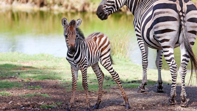 Mogo Wildlife Park has welcomes a new baby zebra. Picture: Tim Hunter.