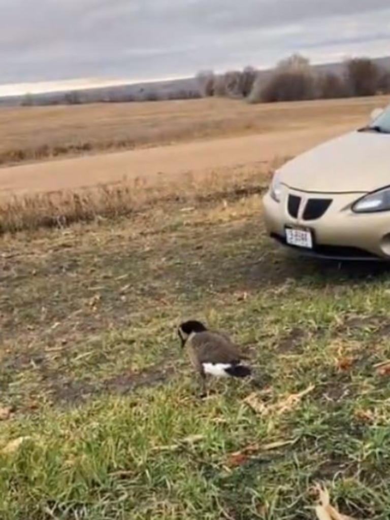 Mr Johnson left the goose behind to guard the car. Picture: TikTok/Austin Johnson