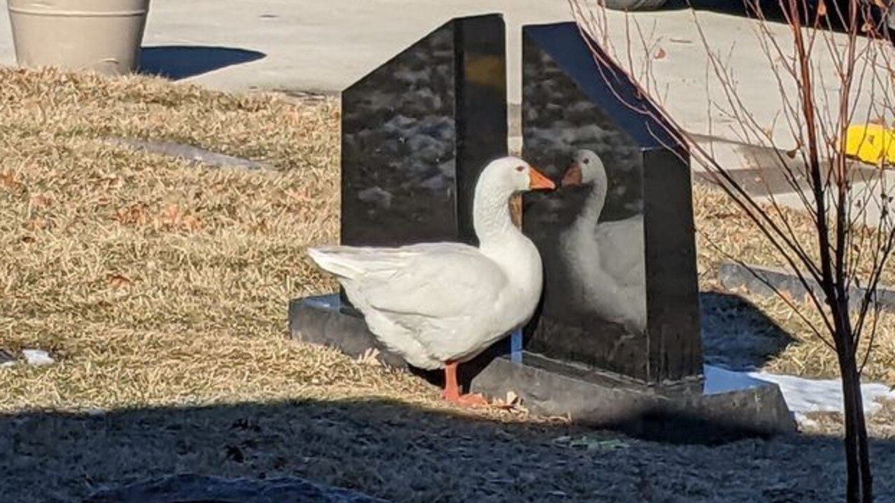 Alone and heartbroken, Blossom began to seek comfort in her own reflection. Picture: Facebook