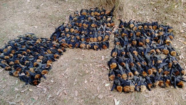 Bats from the Campbelltown colony on Sunday. Picture: Help Save the Wildlife and Bushlands in Campbelltown Facebook