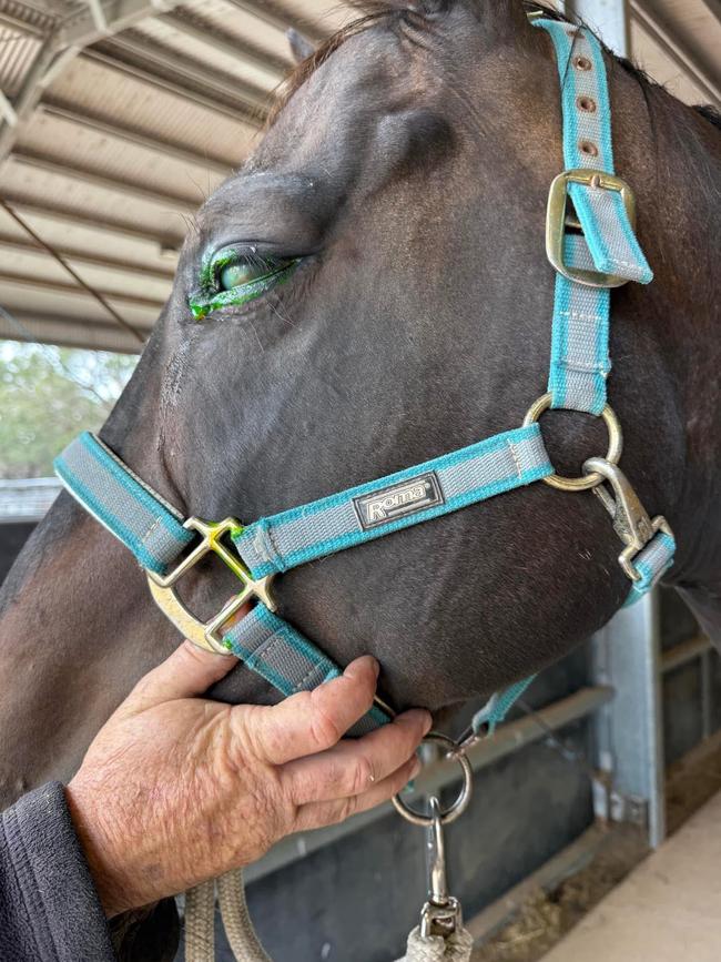 One of the horses Rose rescued. Picture: Facebook