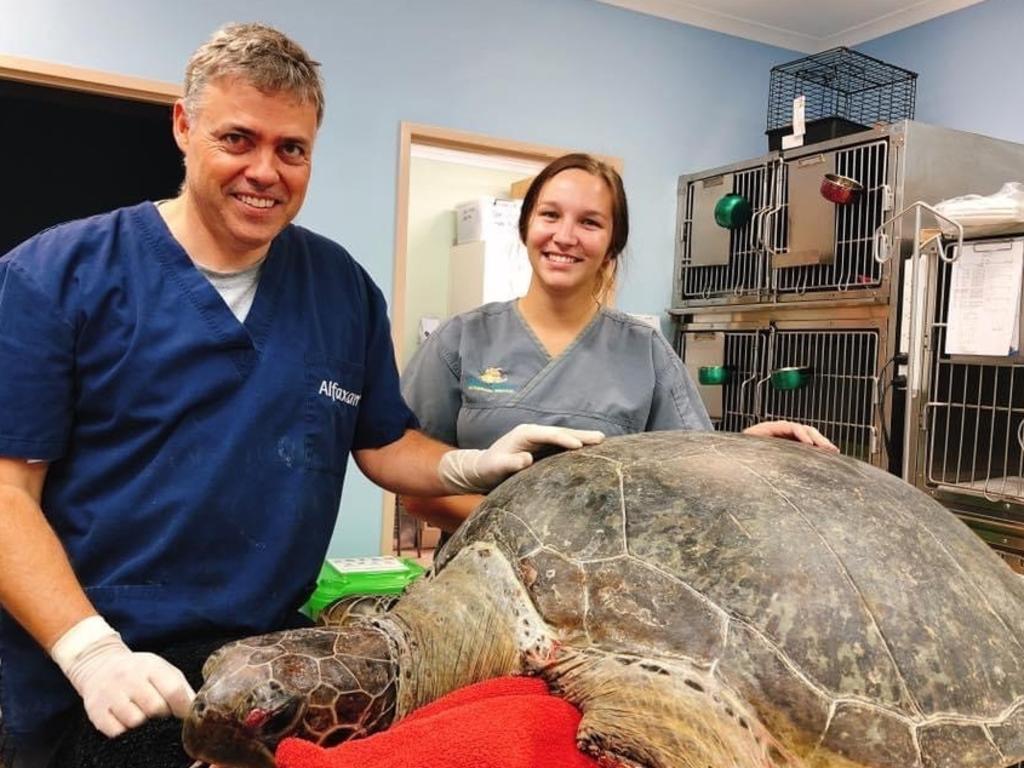 Alma Street Veterinary Surgery owner Dr Greg Muir and nurse Tamara Gal with Denise, the green sea turtle. Denise had suffered a propeller injury, which resulted in the amputation of a flipper.
