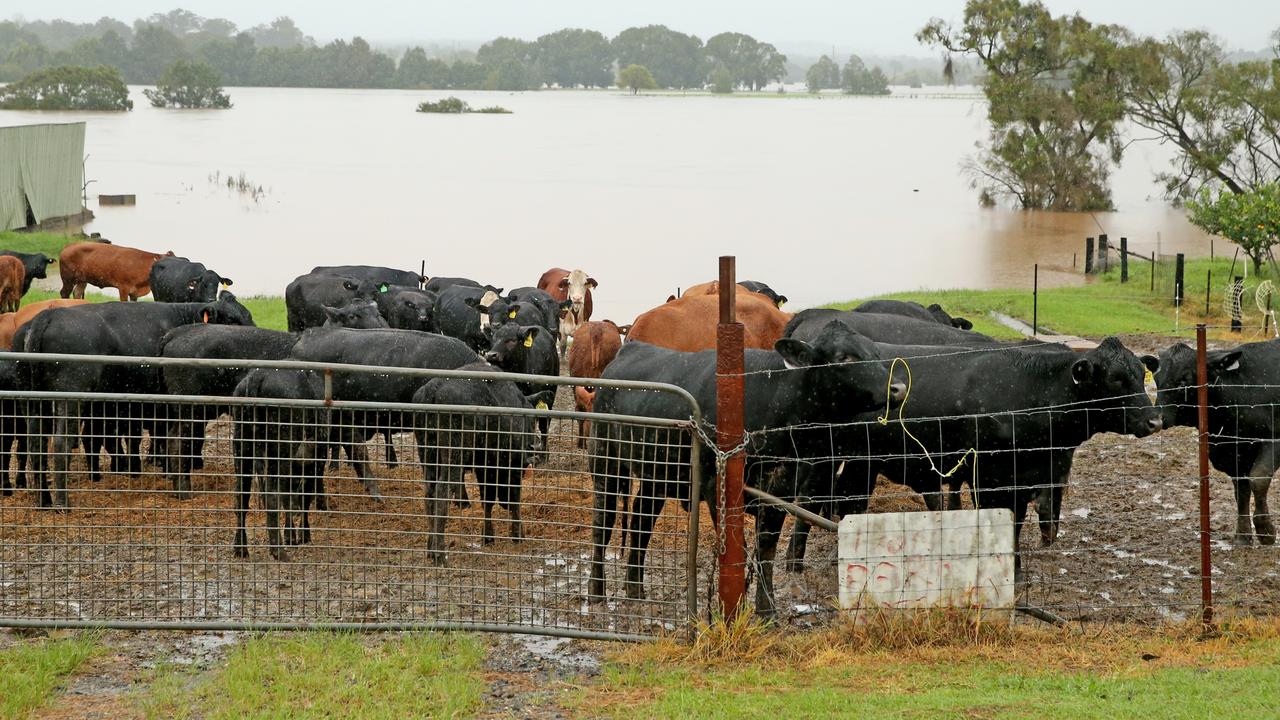 Heavy rain continues to batter the NSW mid north coast causing major flooding. Cattle moved to higher ground in Kempsey. Nathan Edwards