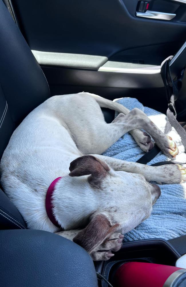 Hughie the dog, who was found under the picnic shelter at the White Mountains National Park rest stop.