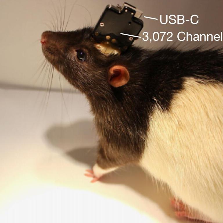 A Neuralink device tested on animals.