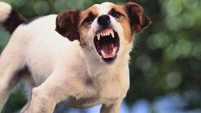 A Jack Russell terrier similar to this one was euthanised after it bit a child’s face. Generic picture