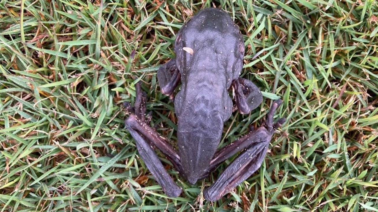 A browned, shrivelled green tree frog. Picture: Suzanne Mcgovern/The Conversation