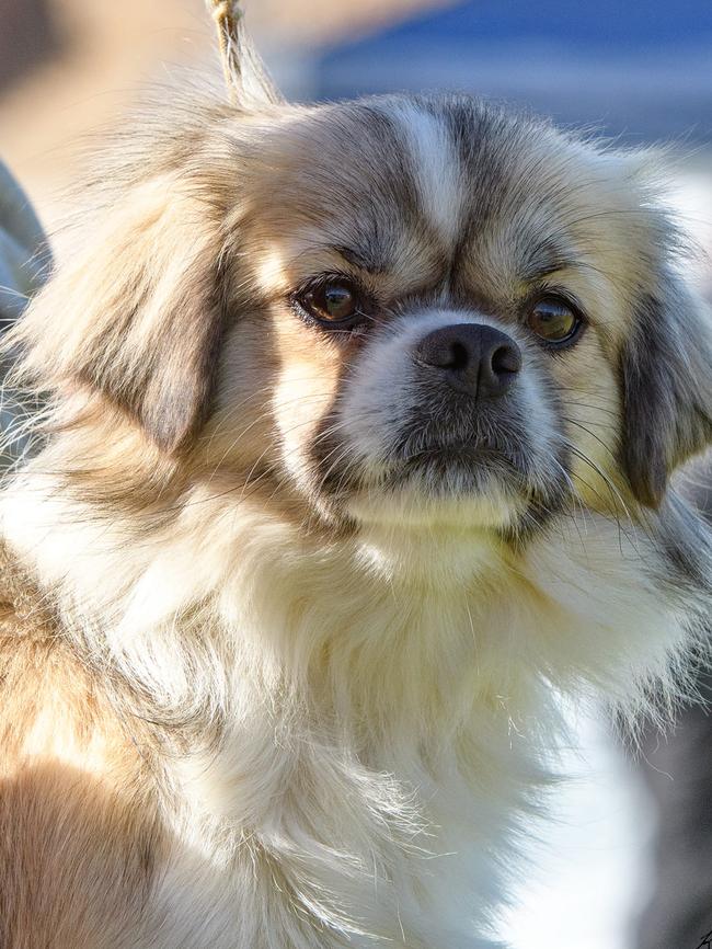 Misha the Tibetan spaniel ran away when her owners crashed 70km from Broken Hill. Five months later, the dog has been reunited with her Lameroo owners. Picture: Supplied