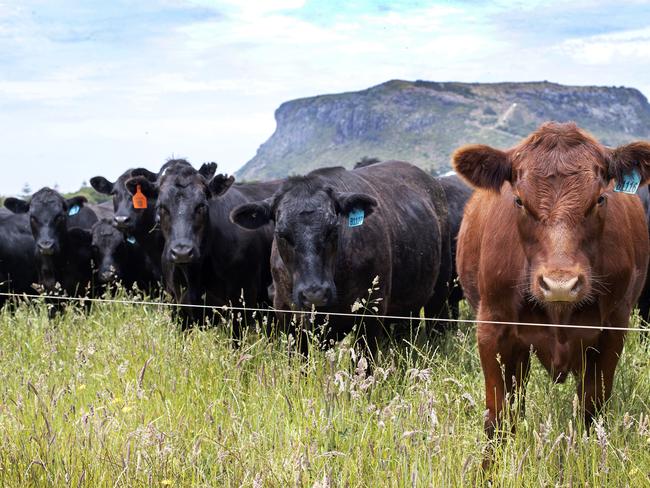 Beef cattle at Stanley.  PICTURE CHRIS KIDD