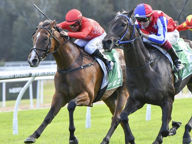 Imported gelding Hiawatha (left) can land his first Australian win at Hawkesbury. Picture: Bradley Photos