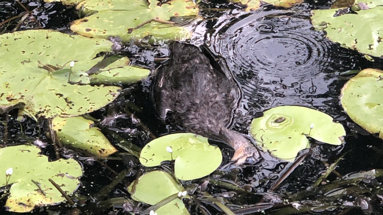 Dead wildlife: Shocking sight at Caboolture lake | The Courier Mail