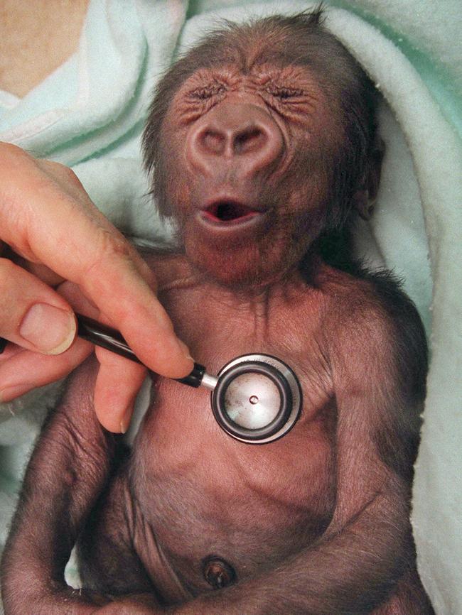 When Yakini the new born baby gorilla from Melbourne Zoo needed a check-up he got the all-star treatment from a specialist from the Royal Children’s Hospital, but he showed his displeasure at the cold stethoscope creating an iconic picture. Picture: David Caird