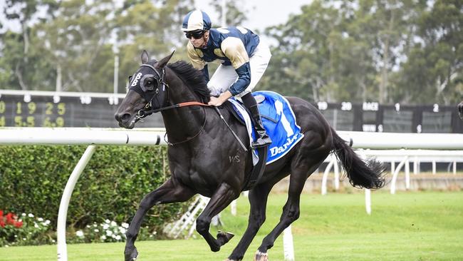 The Bjorn Baker-trained Hollywood Hero looks hard to beat at Canterbury on Wednesday. Picture: Bradley Photos