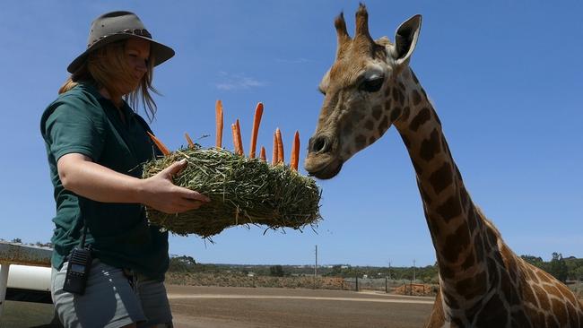 Eyelean is given a carrot cake for her birthday while living at Monarto. She has since moved to Sydney. Picture: Zoos SA