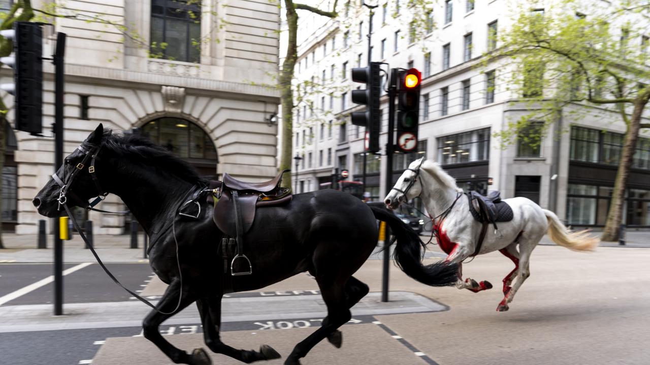 Two horses on the loose bolt through the streets of London near Aldwych. Picture date: Wednesday April 24, 2024. (Photo by Jordan Pettitt/PA Images via Getty Images)