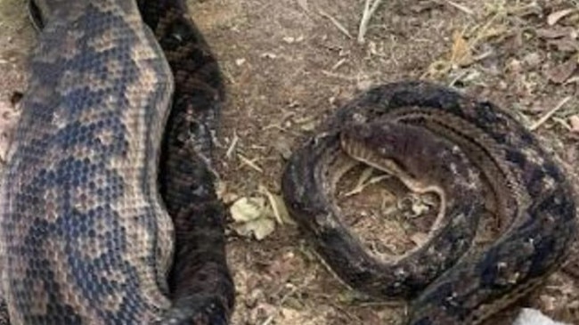 Scrub Python found in woman's yard. Credit: Elise LeHewitt