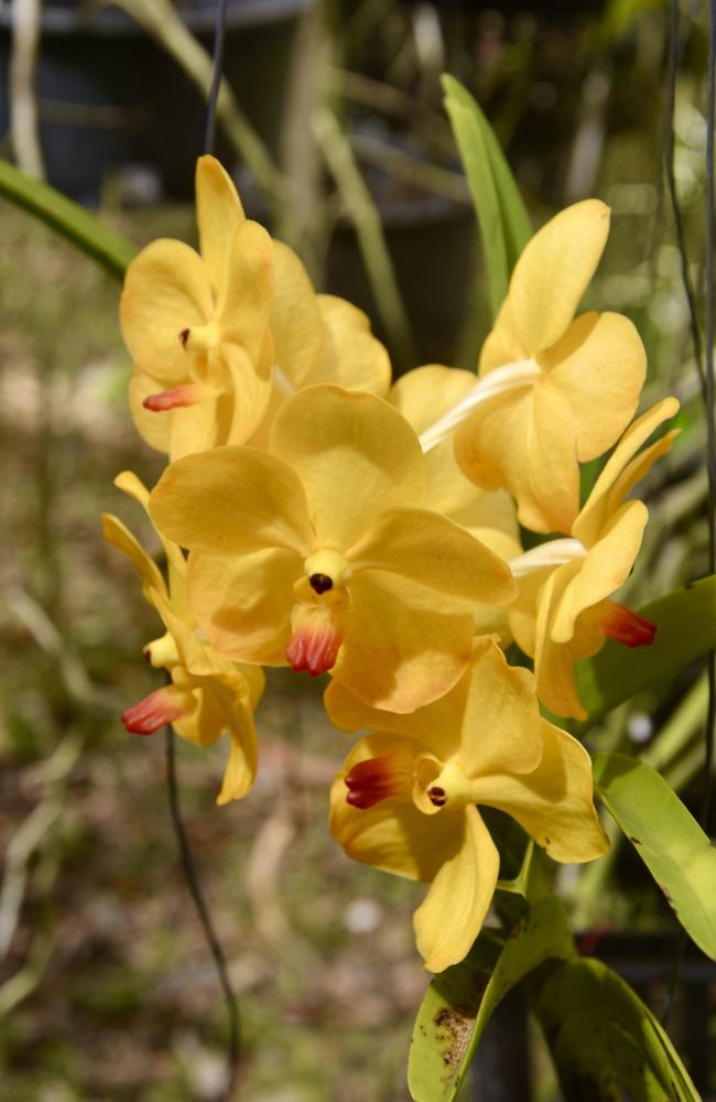 Ron’s orchids come in a huge variety of colours. Picture: Rae Wilson