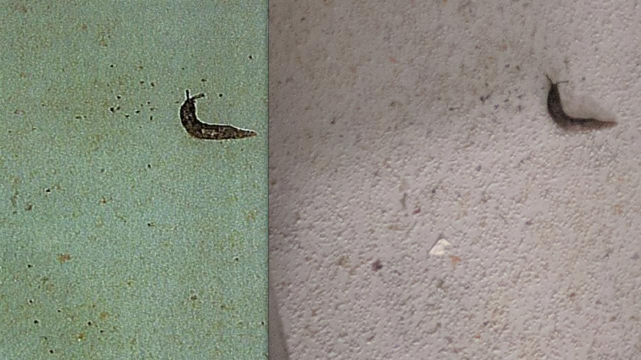 The original photo sent to I Cook shows some tissue near the slug but images later produced by a health inspector do not.