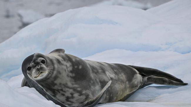 The Antarctic ice sheet, home to penguins and seals, has been suffering for years from rising global temperatures. Picture: AFP